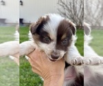 Small Photo #18 Border Collie Puppy For Sale in MARYVILLE, TN, USA