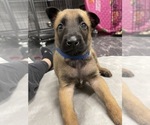 Small Photo #143 Belgian Malinois Puppy For Sale in REESEVILLE, WI, USA