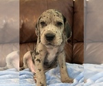 Small Photo #5 Great Dane Puppy For Sale in UNICOI, TN, USA