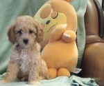 Puppy Puppy 3 Cindy Poodle (Miniature)