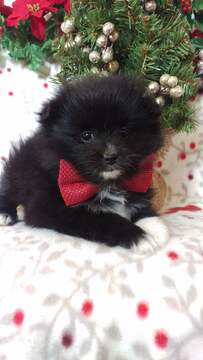 Medium Photo #4 Pomeranian Puppy For Sale in EDEN, PA, USA