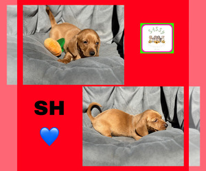 Dachshund Puppy for sale in BENNINGTON, OK, USA