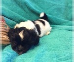 Small Photo #4 Shih Tzu Puppy For Sale in BURLINGTON, KY, USA