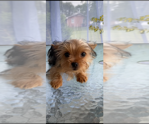 Yorkshire Terrier Puppy for Sale in BETHLEHEM, Georgia USA