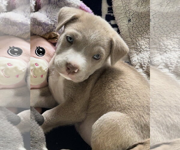 Medium Photo #4 Labrador Retriever-Unknown Mix Puppy For Sale in Rockaway, NJ, USA