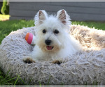 Small West Highland White Terrier