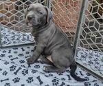 Small Photo #5 American Bully Puppy For Sale in VIDOR, TX, USA