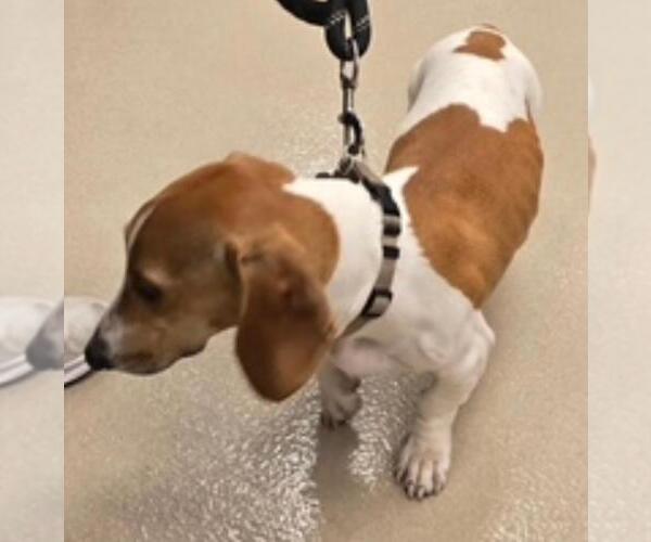 Medium Photo #4 Dachshund Puppy For Sale in Los Angeles, CA, USA