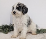 Small Photo #53 Schnoodle (Miniature) Puppy For Sale in GOSHEN, IN, USA