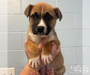 Mutt Dogs for adoption in Washington, DC, USA