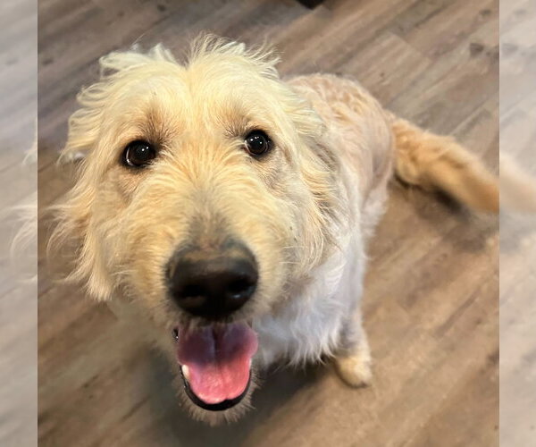 Medium Photo #3 Goldendoodle Puppy For Sale in Pacolet, SC, USA