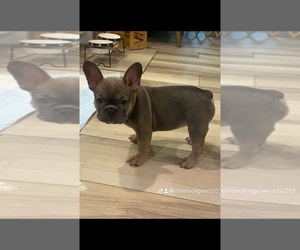 French Bulldog Puppy for sale in MIAMI, FL, USA
