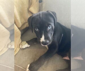 American Pit Bull Terrier-Weimaraner Mix Dogs for adoption in Pottstown, PA, USA