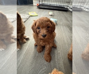 Maltipoo Puppy for sale in ATLANTA, GA, USA