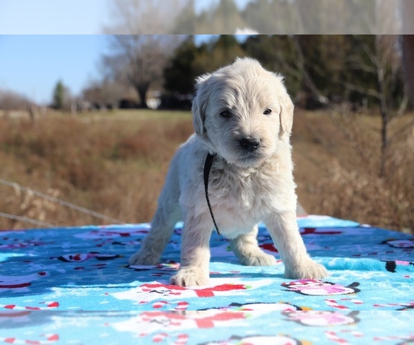 Medium Photo #30 Goldendoodle Puppy For Sale in UNION CITY, TN, USA