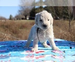 Small Photo #30 Goldendoodle Puppy For Sale in UNION CITY, TN, USA