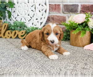 Cavapoo-Poodle (Toy) Mix Puppy for sale in SYRACUSE, IN, USA
