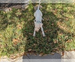 Small Photo #4 Dogo Argentino Puppy For Sale in KATY, TX, USA