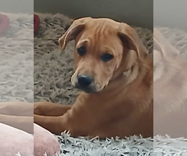 Medium Photo #7 Boxer-Unknown Mix Puppy For Sale in Burnsville, MN, USA