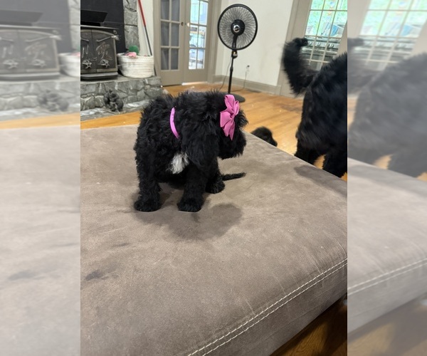 Medium Photo #25 Saint Berdoodle Puppy For Sale in DINWIDDIE, VA, USA
