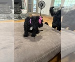 Small Photo #25 Saint Berdoodle Puppy For Sale in DINWIDDIE, VA, USA