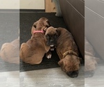 Small Photo #18 Boxer Puppy For Sale in HASLETT, MI, USA