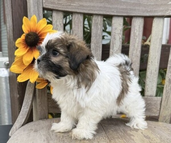 Medium Photo #2 Shih Tzu Puppy For Sale in THORP, WI, USA
