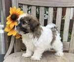 Small #1 Shih Tzu