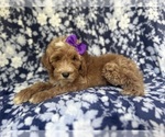 Small #8 Cockapoo