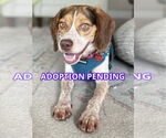 Small #1 Beagle