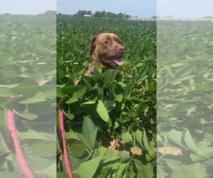 - Mix Dogs for adoption in Evansville, IN, USA