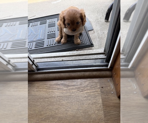 Medium Photo #5 Cavalier King Charles Spaniel Puppy For Sale in KANSAS CITY, MO, USA
