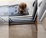 Small #4 Cavalier King Charles Spaniel