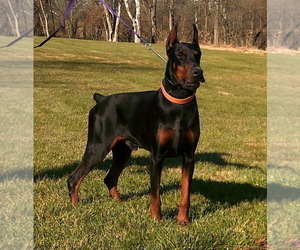 Father of the Doberman Pinscher puppies born on 12/02/2021