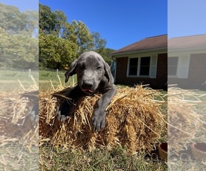 Labrador Retriever Puppy for sale in NEOLA, WV, USA