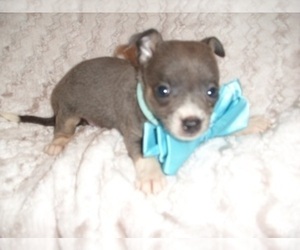Chihuahua Puppy for sale in JACKSON, MS, USA