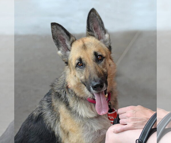 Medium Photo #1 German Shepherd Dog Puppy For Sale in Gretna, NE, USA