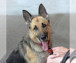 German Shepherd Dog Dogs for adoption in Gretna, NE, USA
