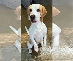 Beagle Dogs for adoption in Apple Valley, CA, USA