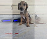 Small Catahoula Leopard Dog-Labrador Retriever Mix