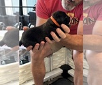 Small Photo #46 Cane Corso Puppy For Sale in REEVESVILLE, SC, USA