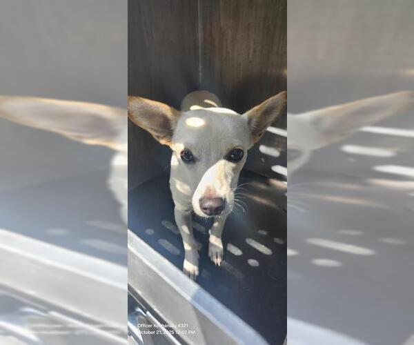 Medium Photo #1 Chihuahua-Unknown Mix Puppy For Sale in San Antonio, TX, USA