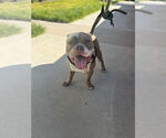 Small #5 Bulldog