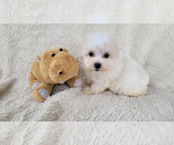 Medium Photo #1 Maltipoo (Toy) Puppy For Sale in BRANSON, MO, USA