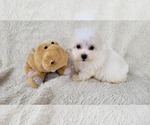 Small Maltipoo (Toy)