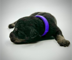 Schnauzer (Miniature) Puppy for sale in WINTERVILLE, GA, USA