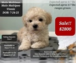 Small #2 Maltipoo