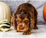 Small Photo #13 Cocker Spaniel Puppy For Sale in WAKARUSA, IN, USA