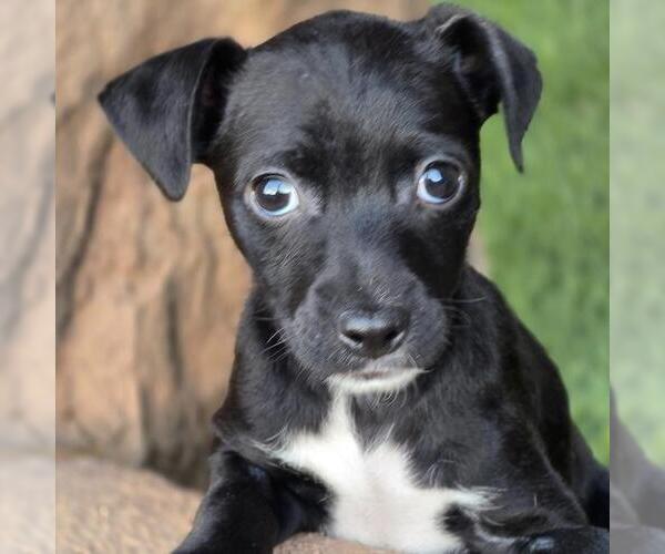 Medium Photo #7 Chihuahua-Colonial Cocker Spaniel Mix Puppy For Sale in San Diego, CA, USA