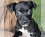 Small #6 Chihuahua-Colonial Cocker Spaniel Mix